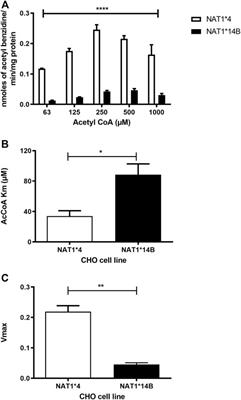 Acetyl coenzyme A kinetic studies on N-acetylation of environmental carcinogens by human N-acetyltransferase 1 and its NAT1*14B variant